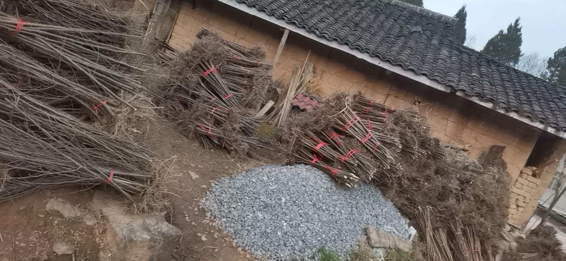 桤木苗  四川白花桤木树苗一年栽树三年成林四年成材