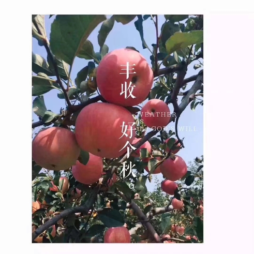 合阳县 陕西渭南合阳甘井镇苹果嘎啦苹果，红富士苹果