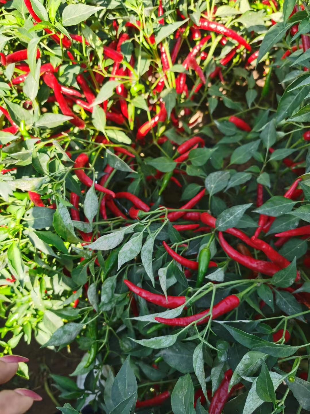 鲜辣椒