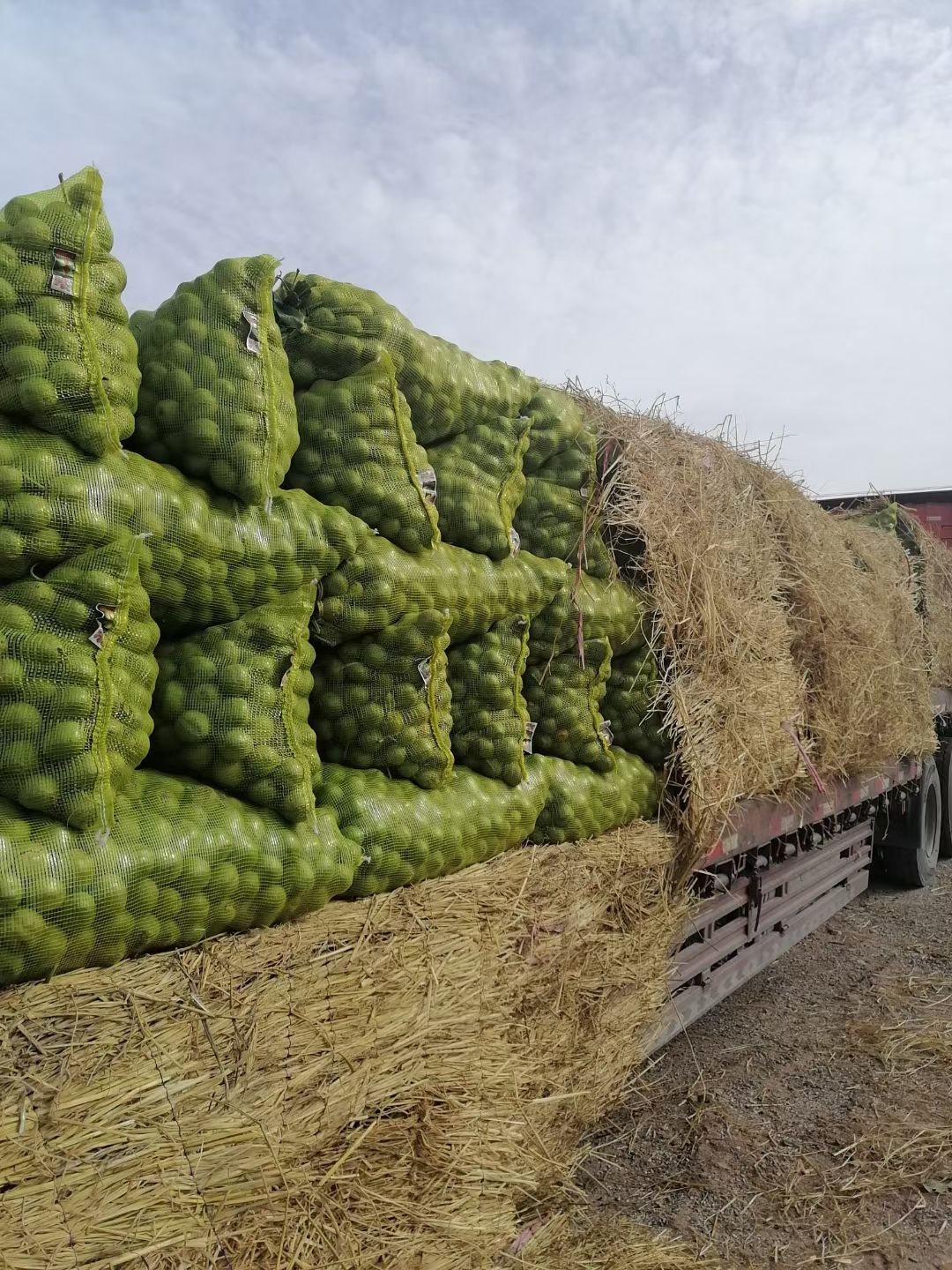新疆阿克苏青皮核桃185新鲜核桃上市壳薄仁大量大价优批发代办