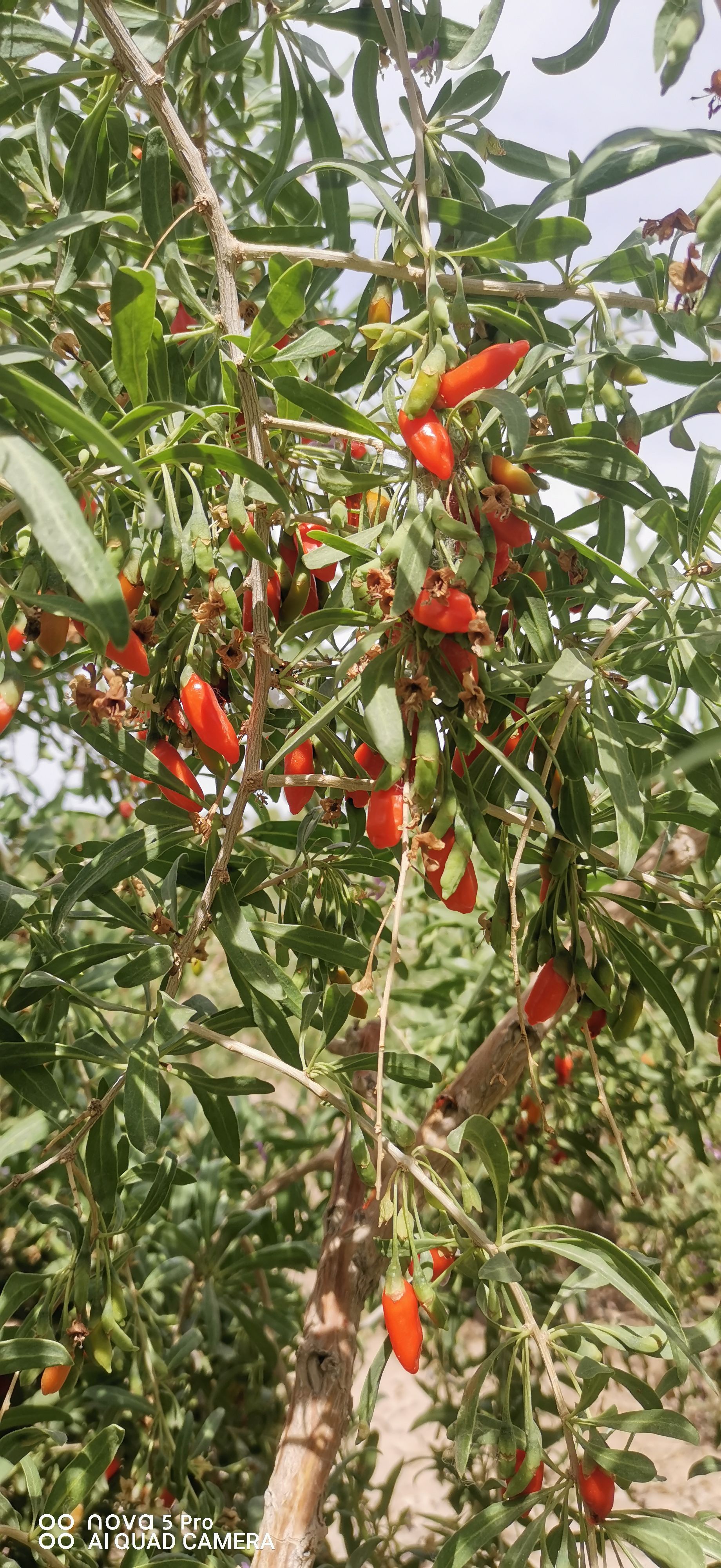  青海有机枸杞蜜