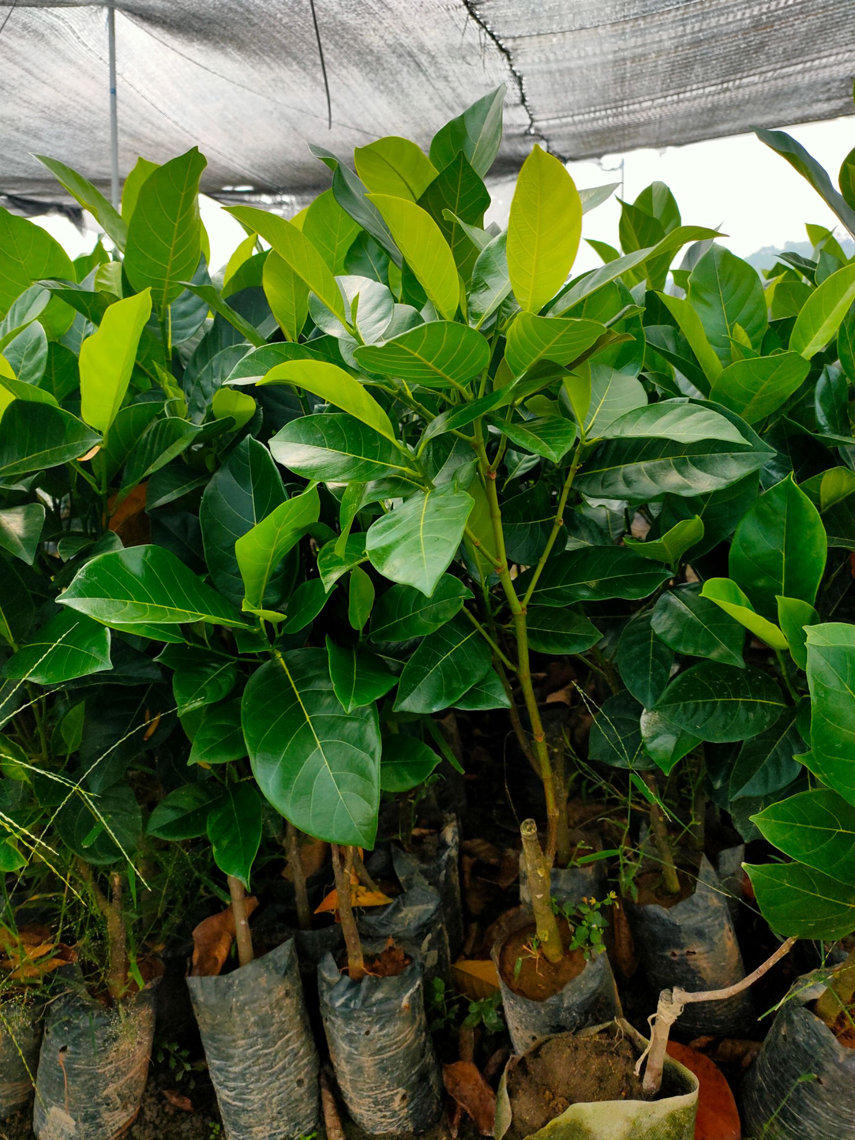 12号红肉菠萝蜜苗，品种正宗，带营养杯发货