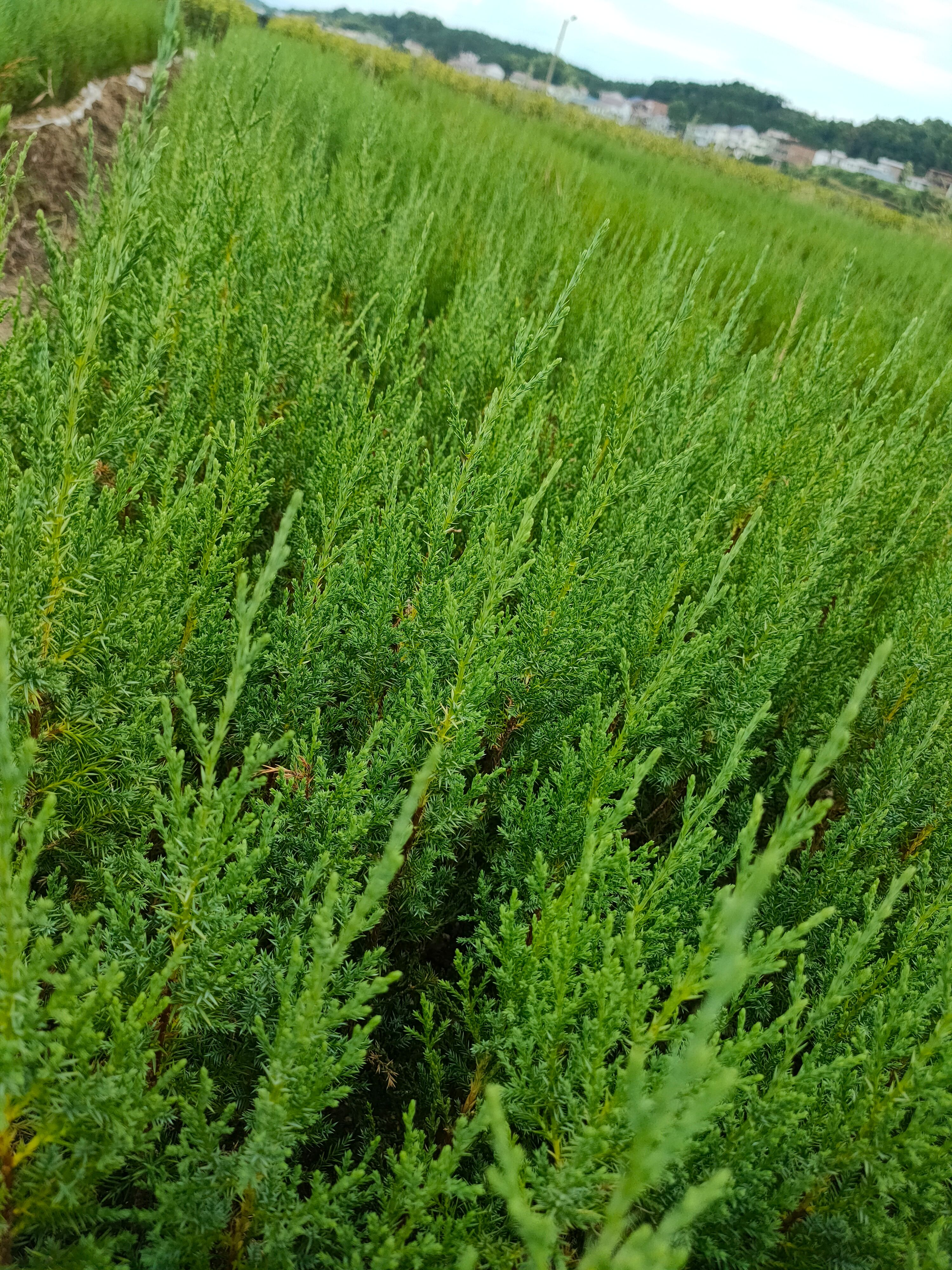 塔柏树苗