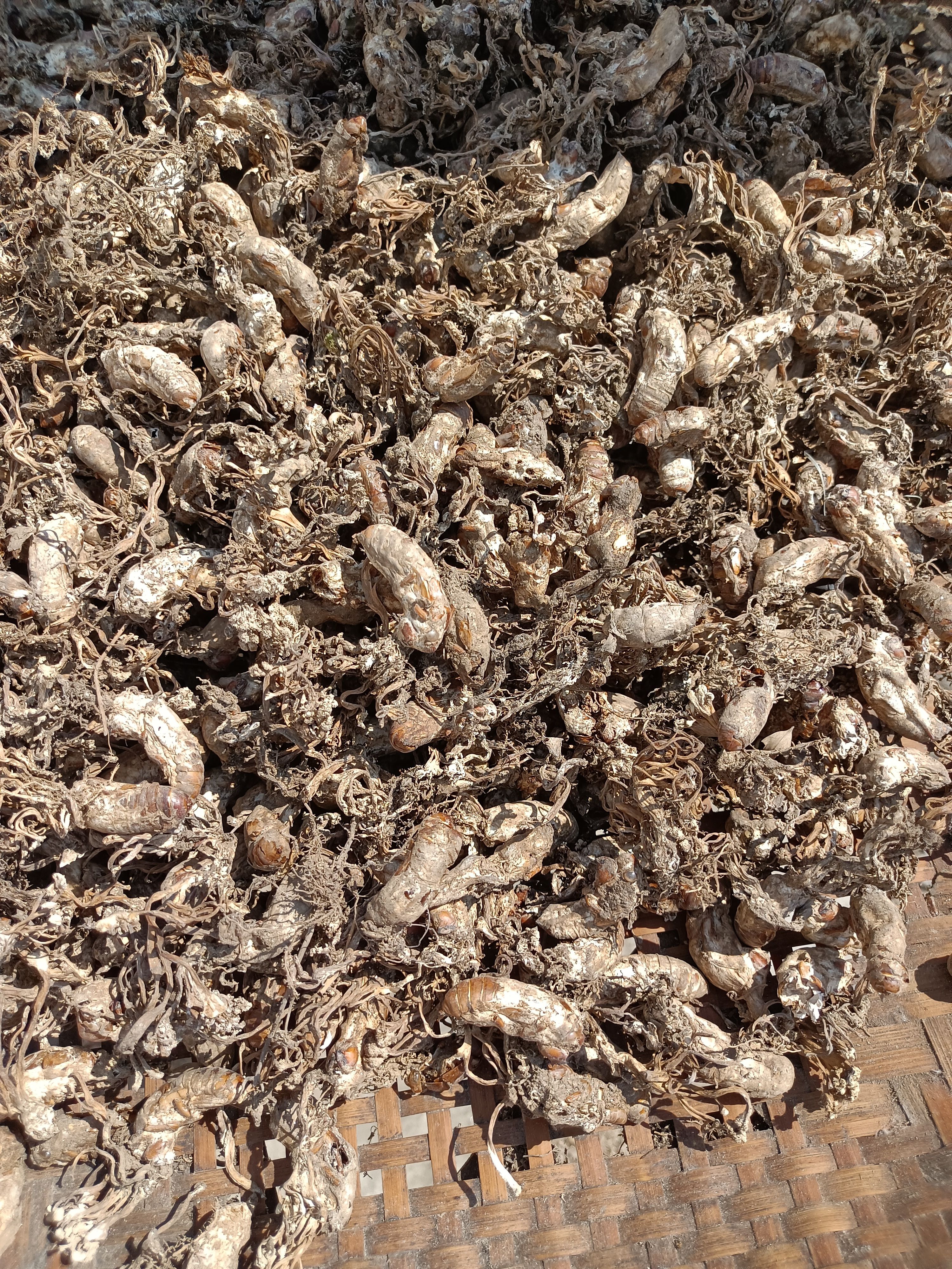 金蝉花鲜货2024年新货竹林出品质优价廉数量有限先到先得