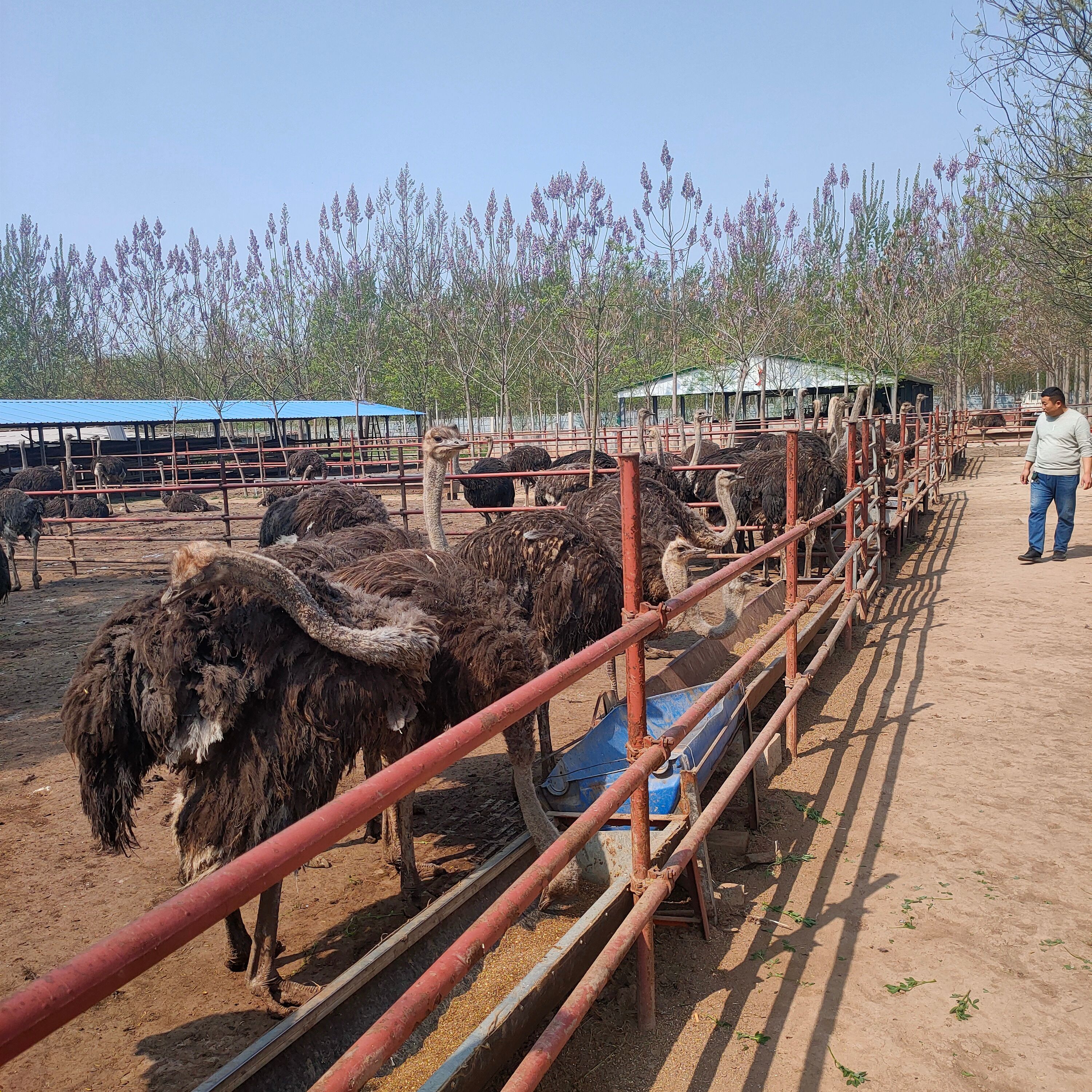 鸵鸟成年鸵鸟鸵鸟活体非洲鸵鸟300斤鸵鸟鸵鸟运输非洲大鸵鸟