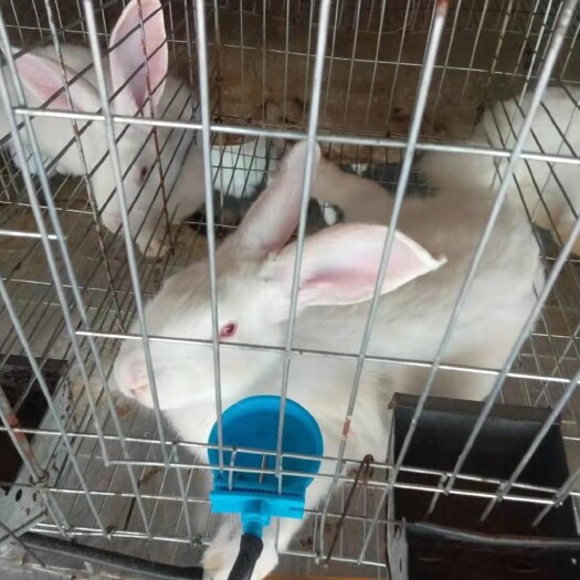 左权县肉兔  伊拉种兔，好品种