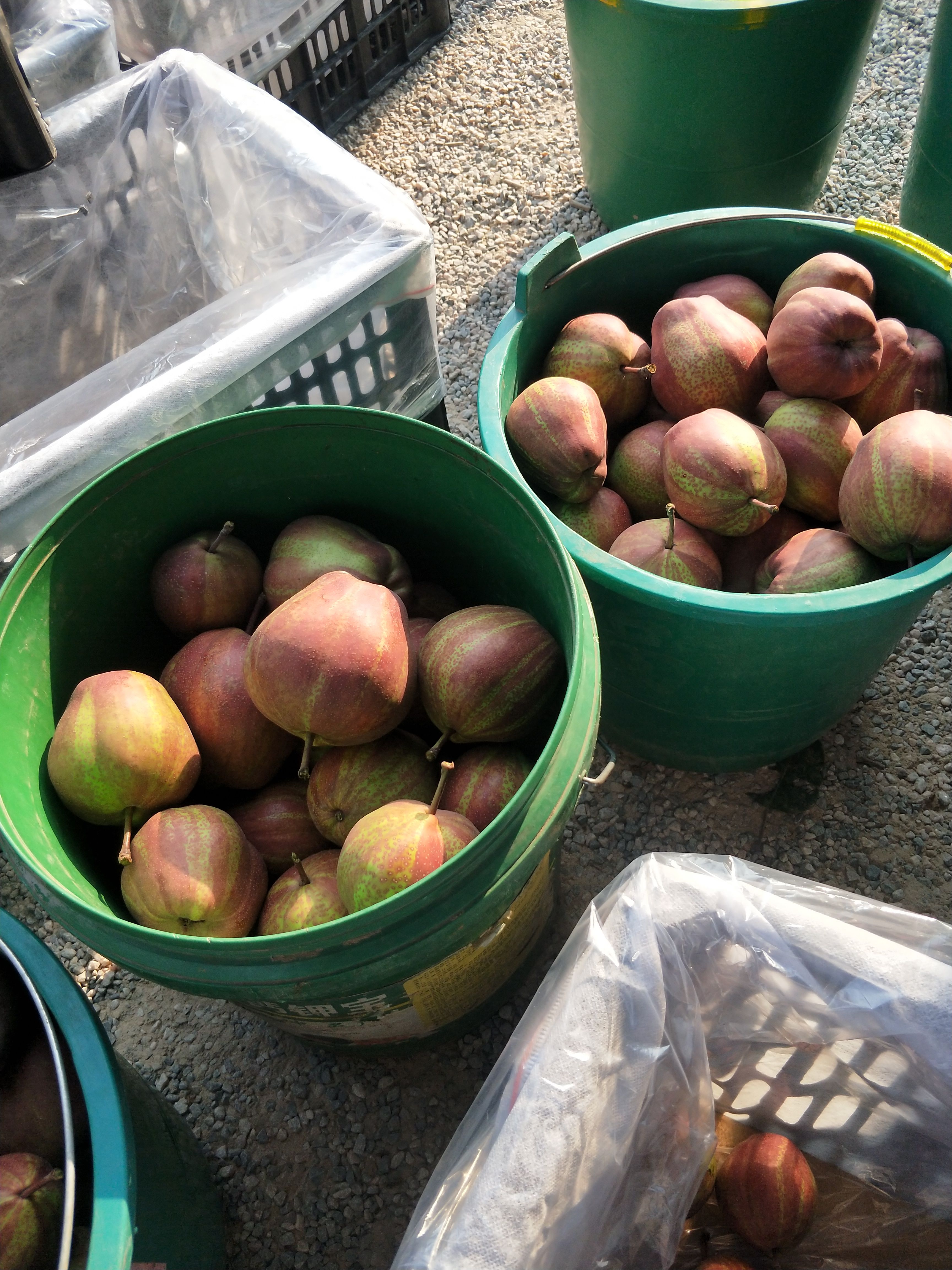 彩虹梨陕西大荔水果批发基地