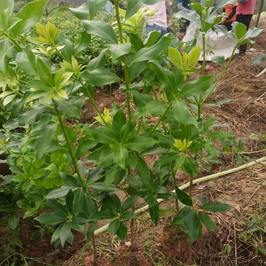 苍梧县八角树  大红八角嫁接苗木王品种