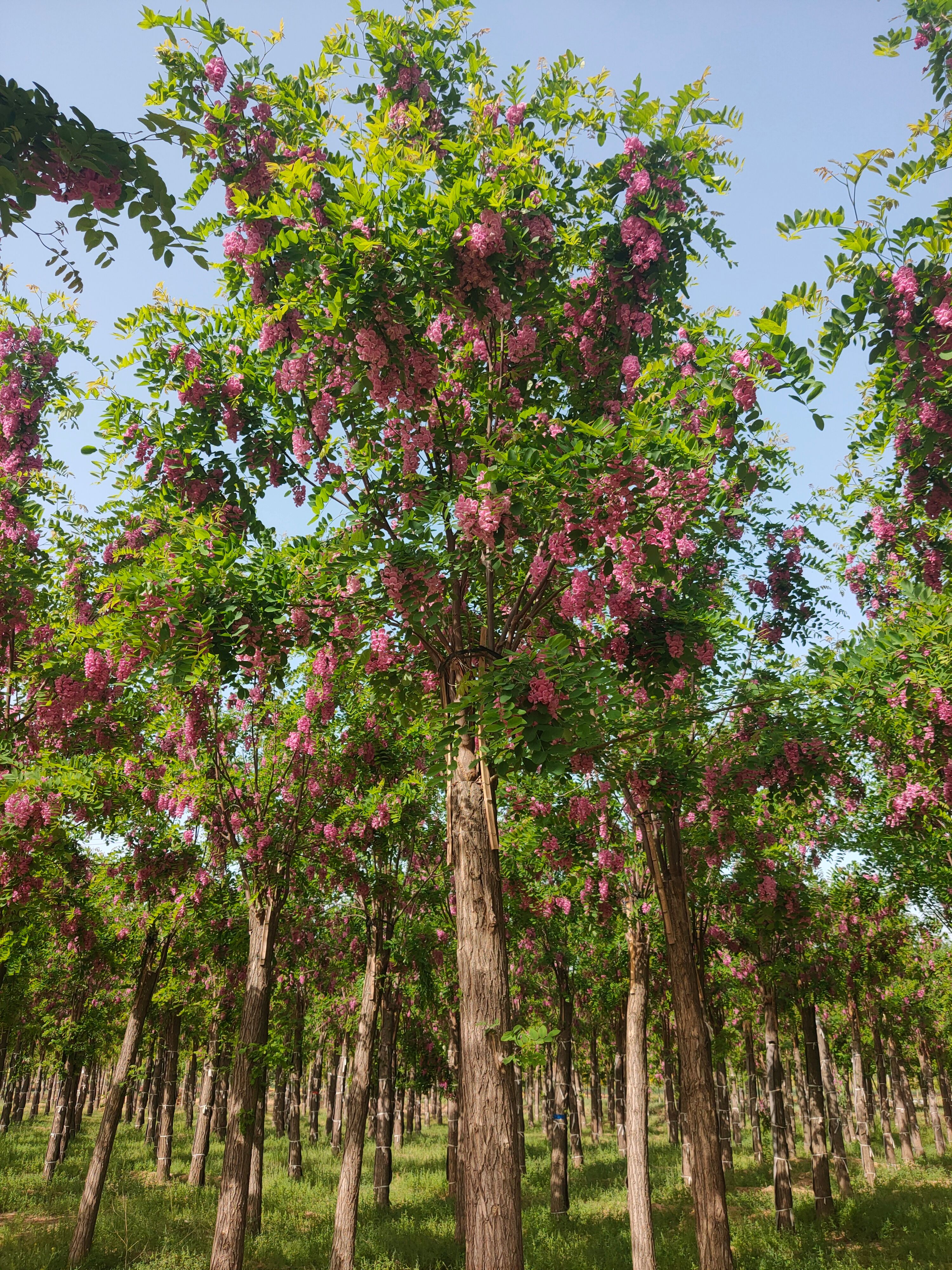 黄花槐  低价出售红花槐