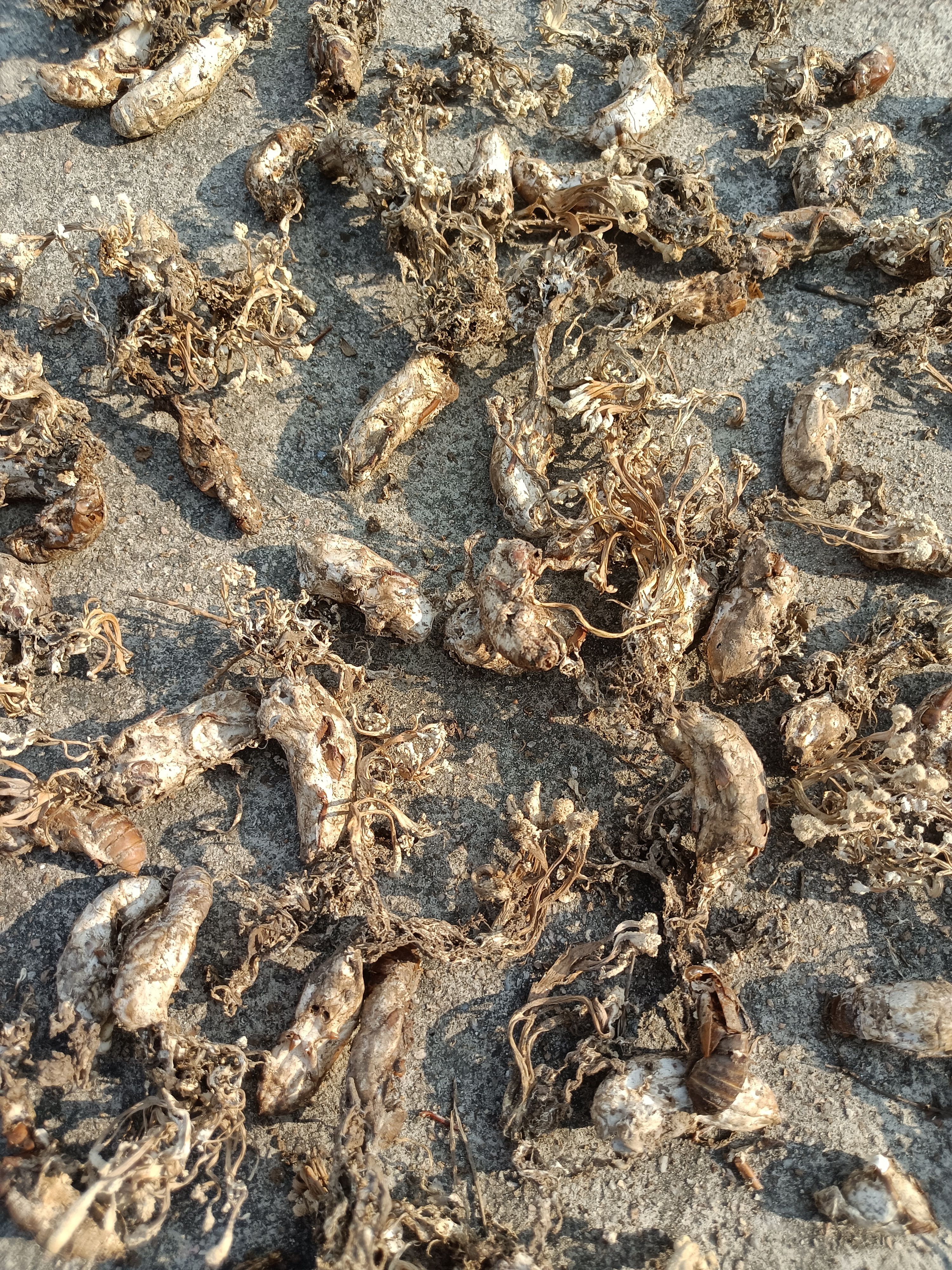 金蝉花鲜货2024年新货竹林出品质优价廉数量有限先到先得