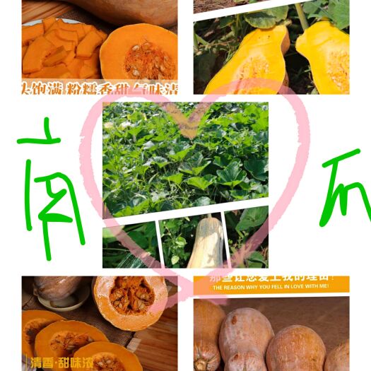 彭泽县 密本黄南瓜