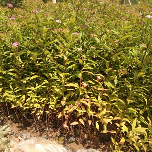 甘谷县 粉花绣线菊
