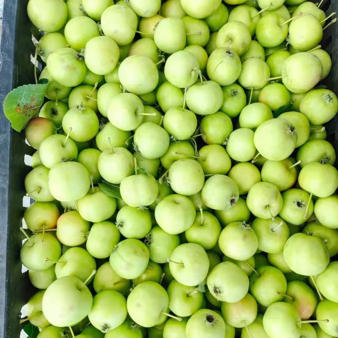 八棱海棠果 罐头果上市了 ，一手货源 质量很好量大从优