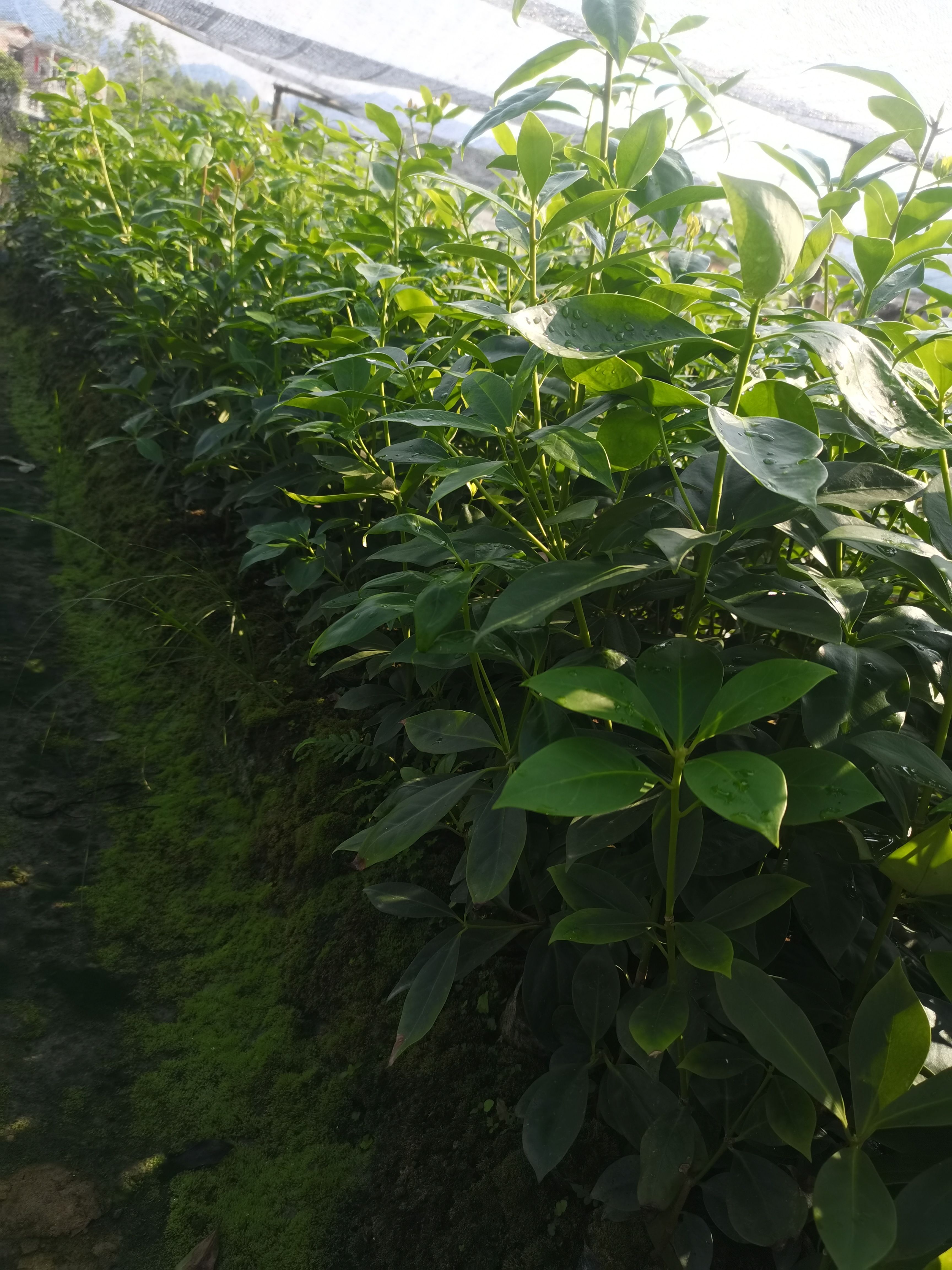 八角树苗  大红八角直生苗