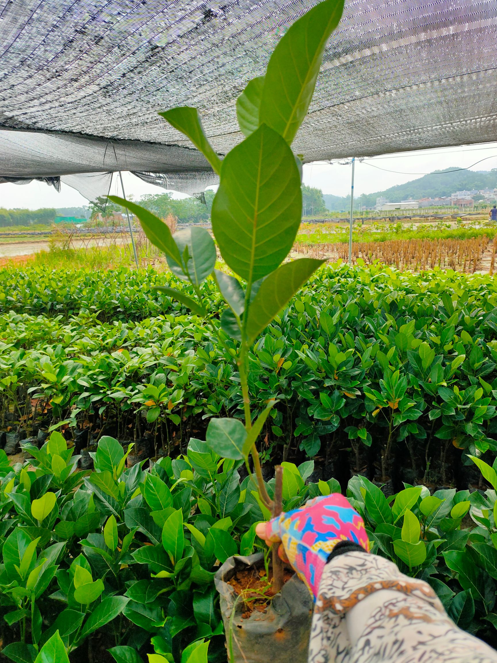 12号红肉菠萝蜜苗，品种正宗，带营养杯发货