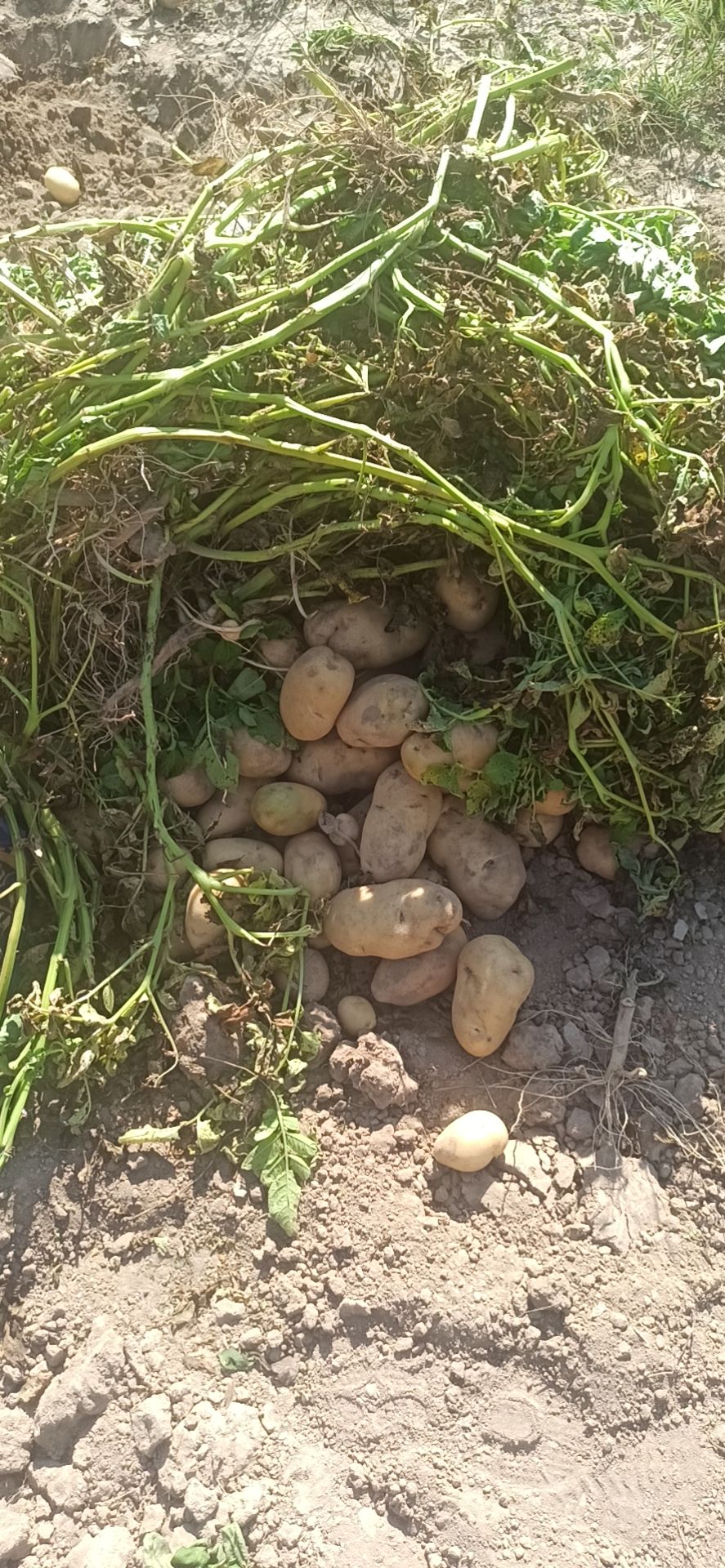 甘肃土豆，黄心，白心