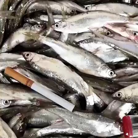 广州白条鱼 白条