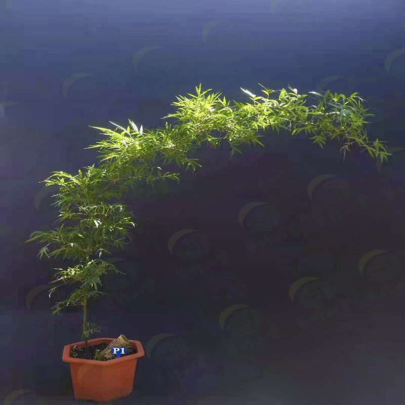 正宗海南小叶簕竹基地直发竹子盆景