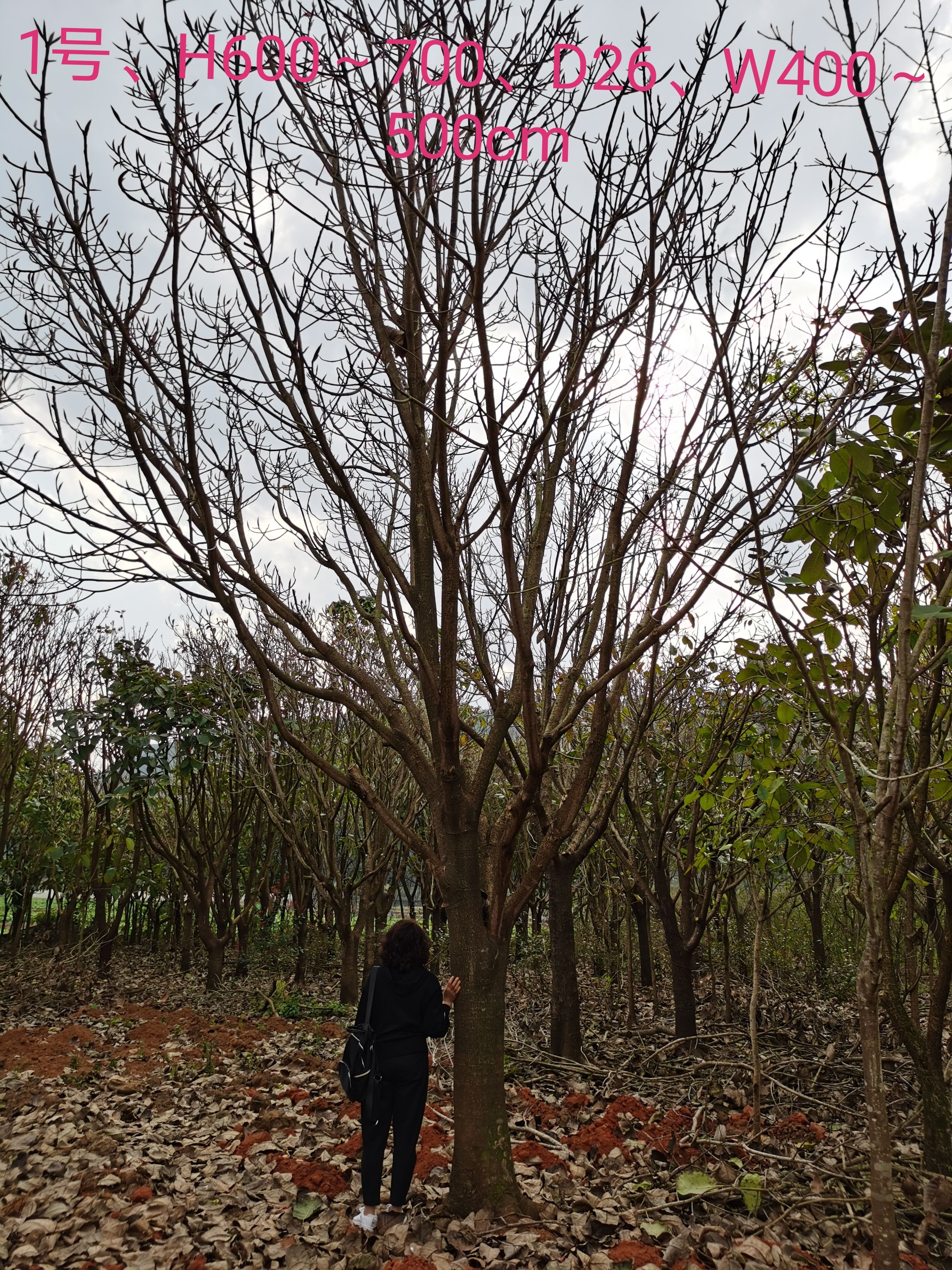 小叶榕  大叶榕