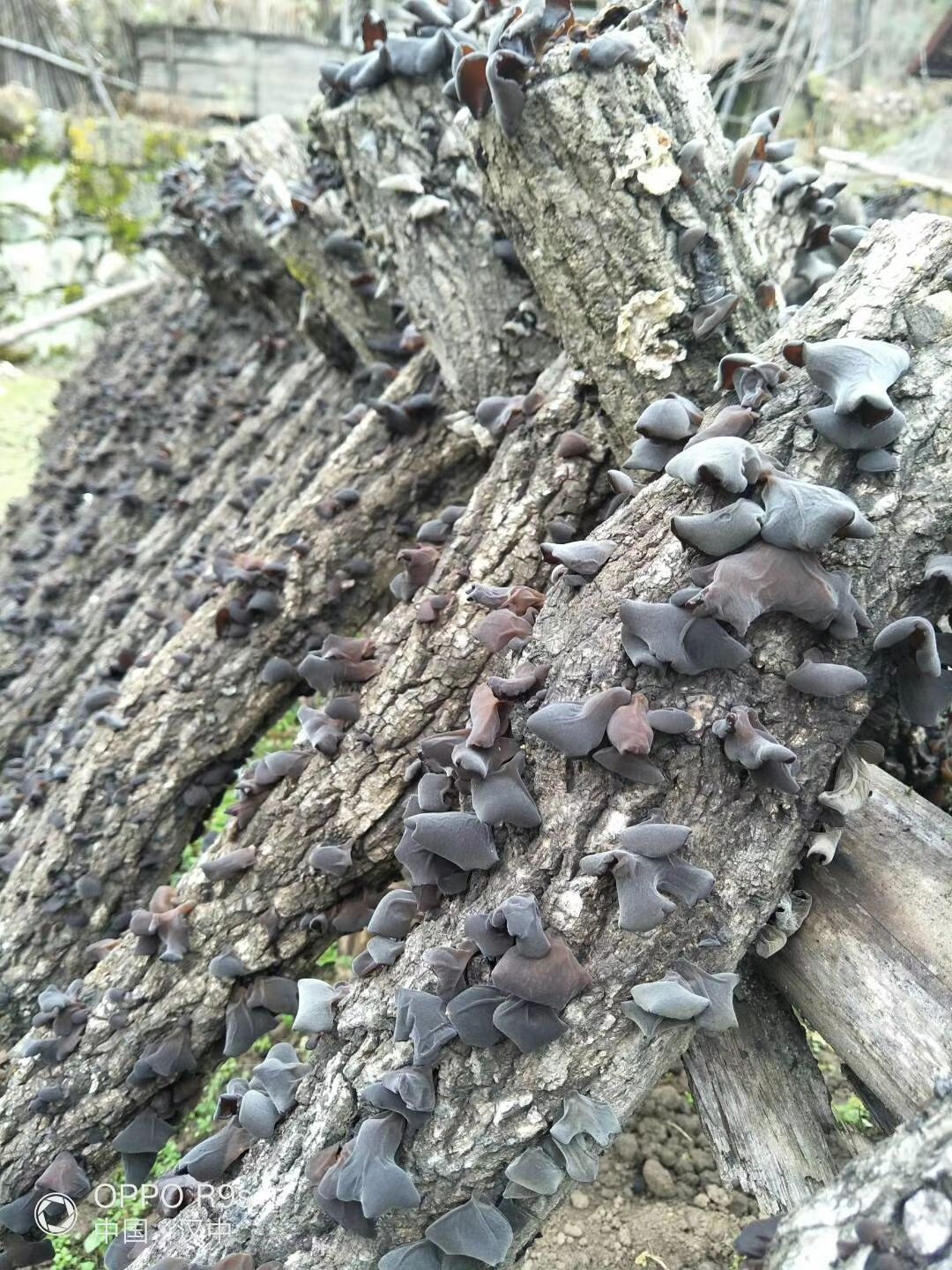 黑木耳  秦岭凤县棒木耳