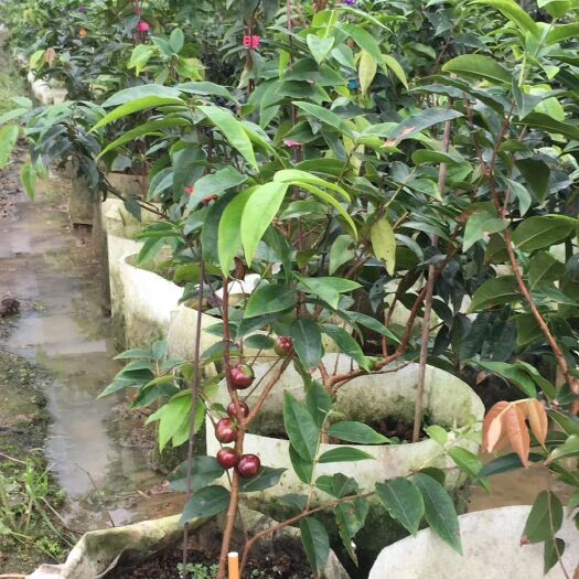 余姚市树葡萄嘉宝果苗艾斯卡已结果浙江苗圃直供优质艾斯卡苗