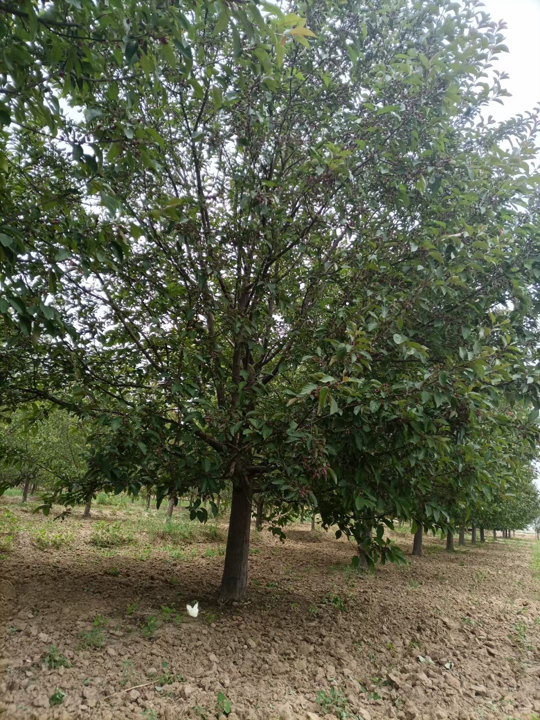 18公分北美绚丽海棠