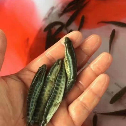 铜仁乌鳢苗 乌鱼苗，黄辣丁，青波等各种鱼苗，欢迎订购。