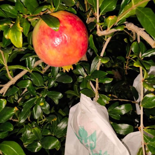 会理市会理突尼斯软籽石榴 、世界石榴。自家种植皮薄粒大、果肉香甜