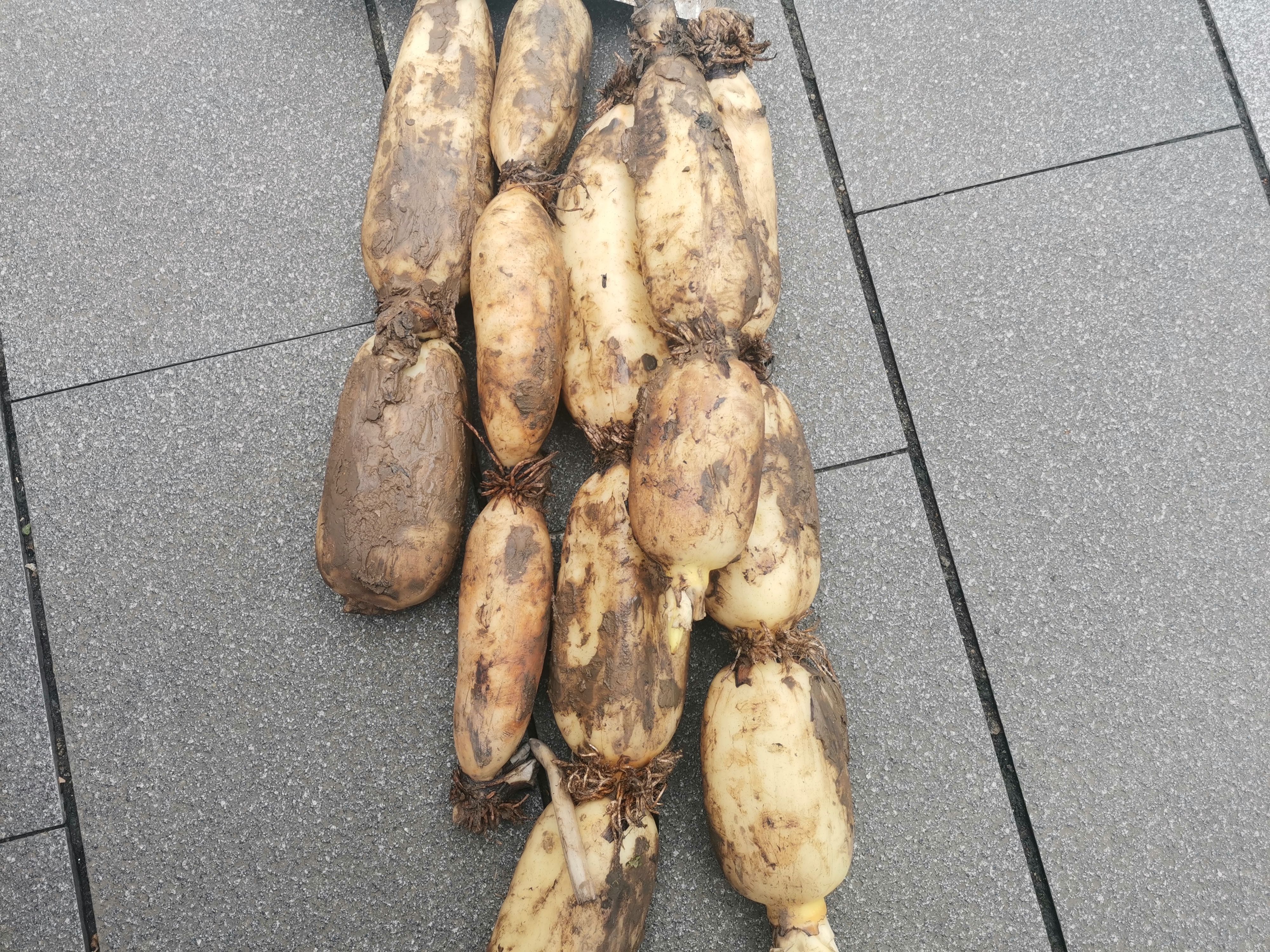 太空莲莲藕  莲藕