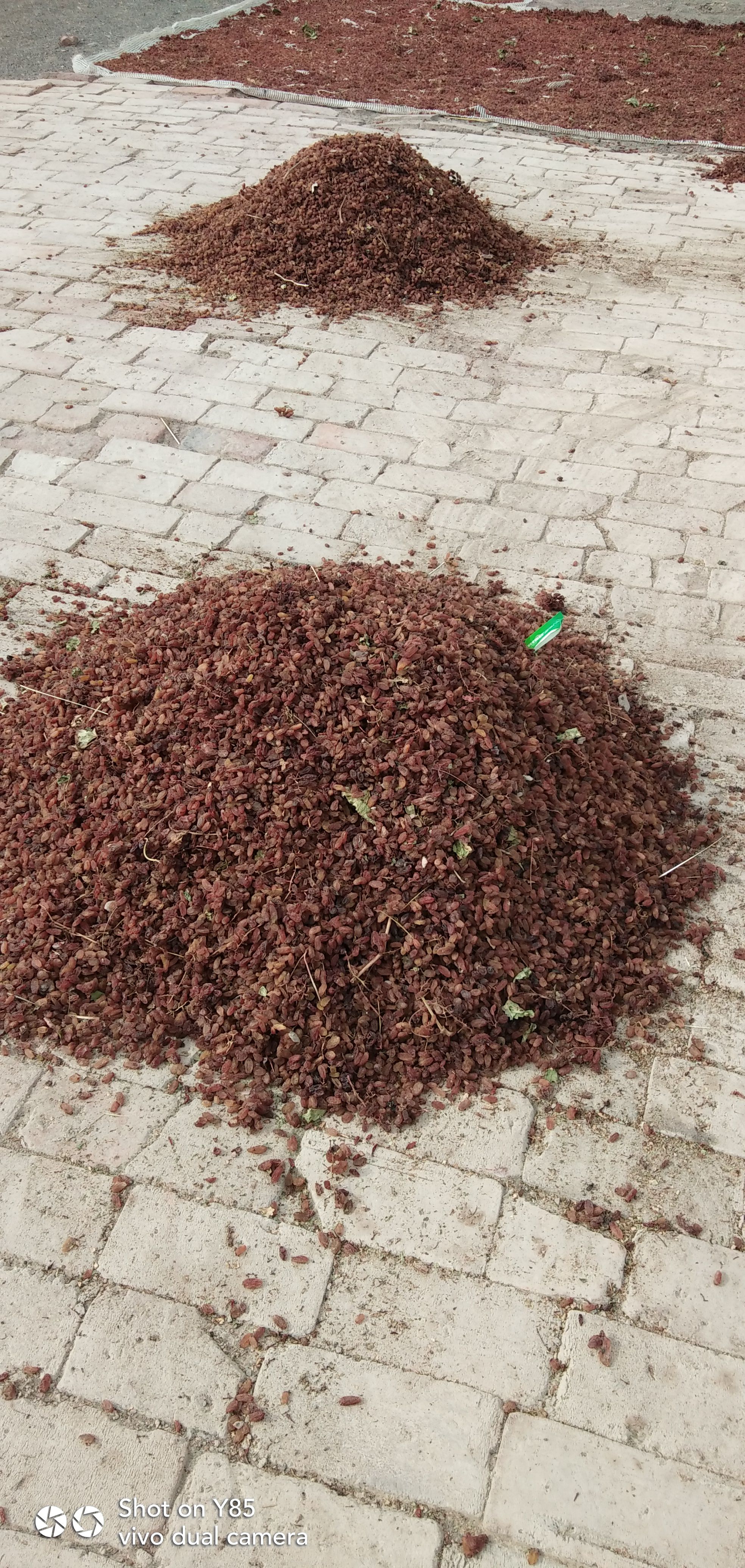 无核葡萄干 新疆维吾尔自治区吐鲁番市市鄯善县 6-12个月 