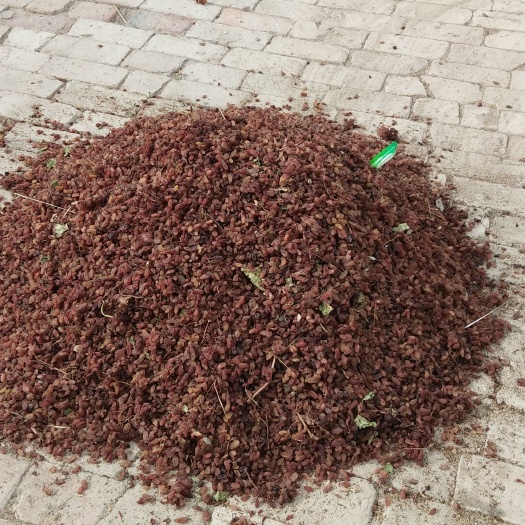 鄯善县无核葡萄干 新疆维吾尔自治区吐鲁番市市鄯善县 6-12个月 