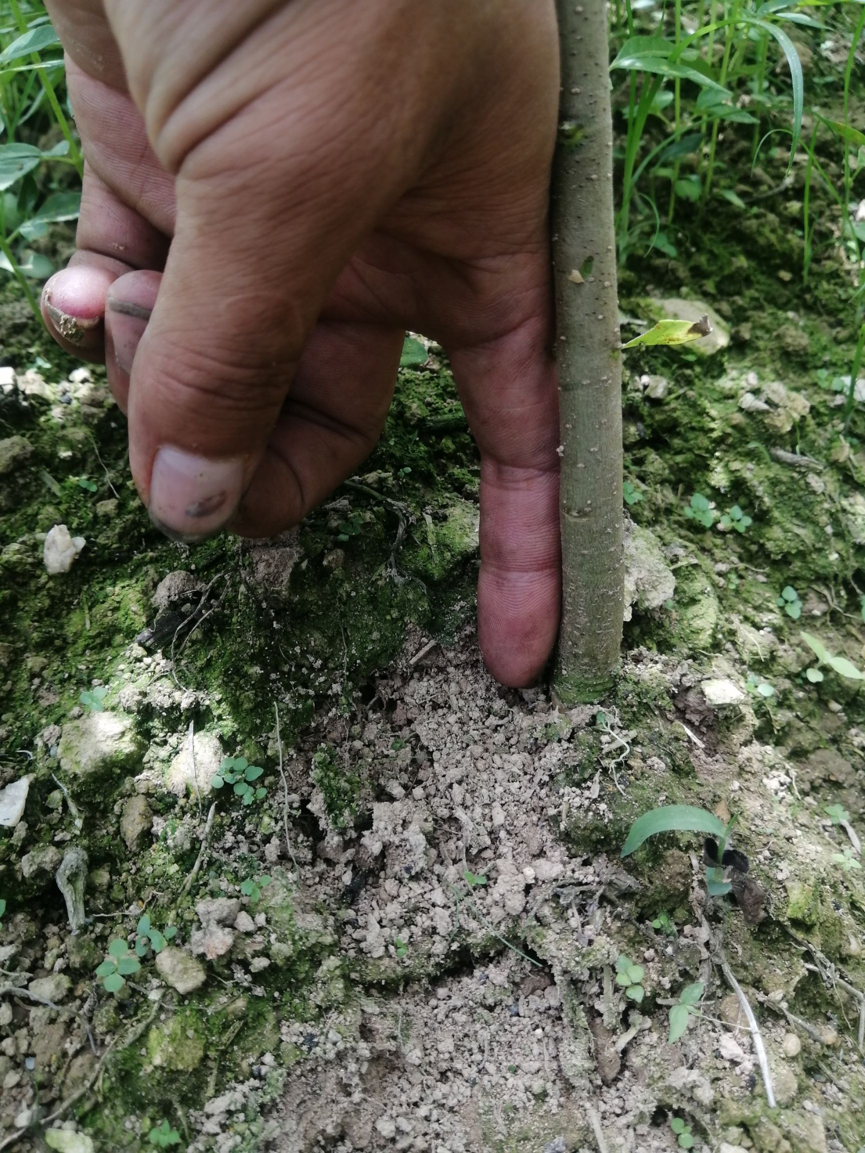 黄柏种苗 