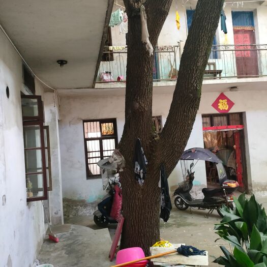 肥东县香樟树