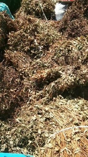 绥阳县鱼腥草根 