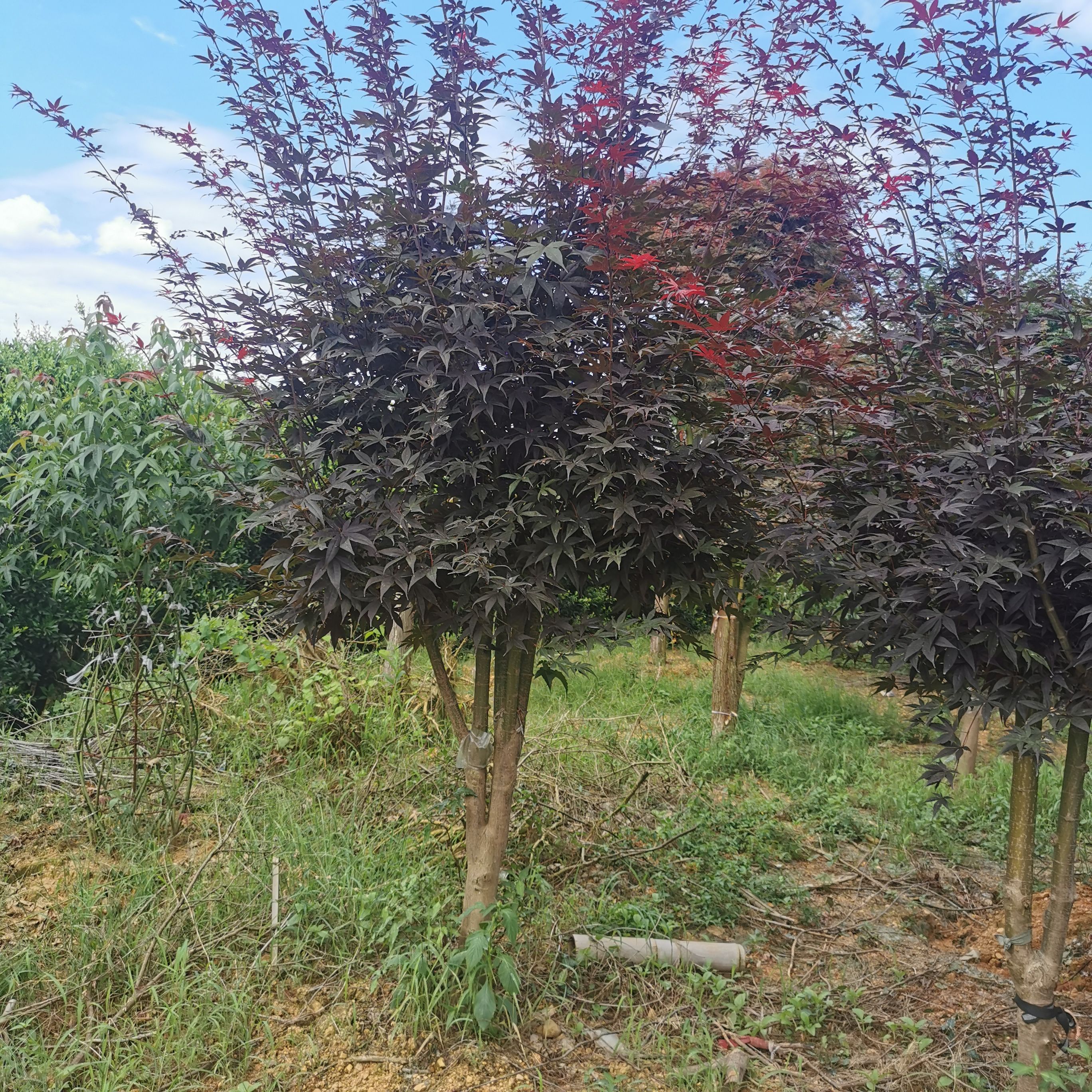 三季红  红枫 枫  袋苗  假植苗