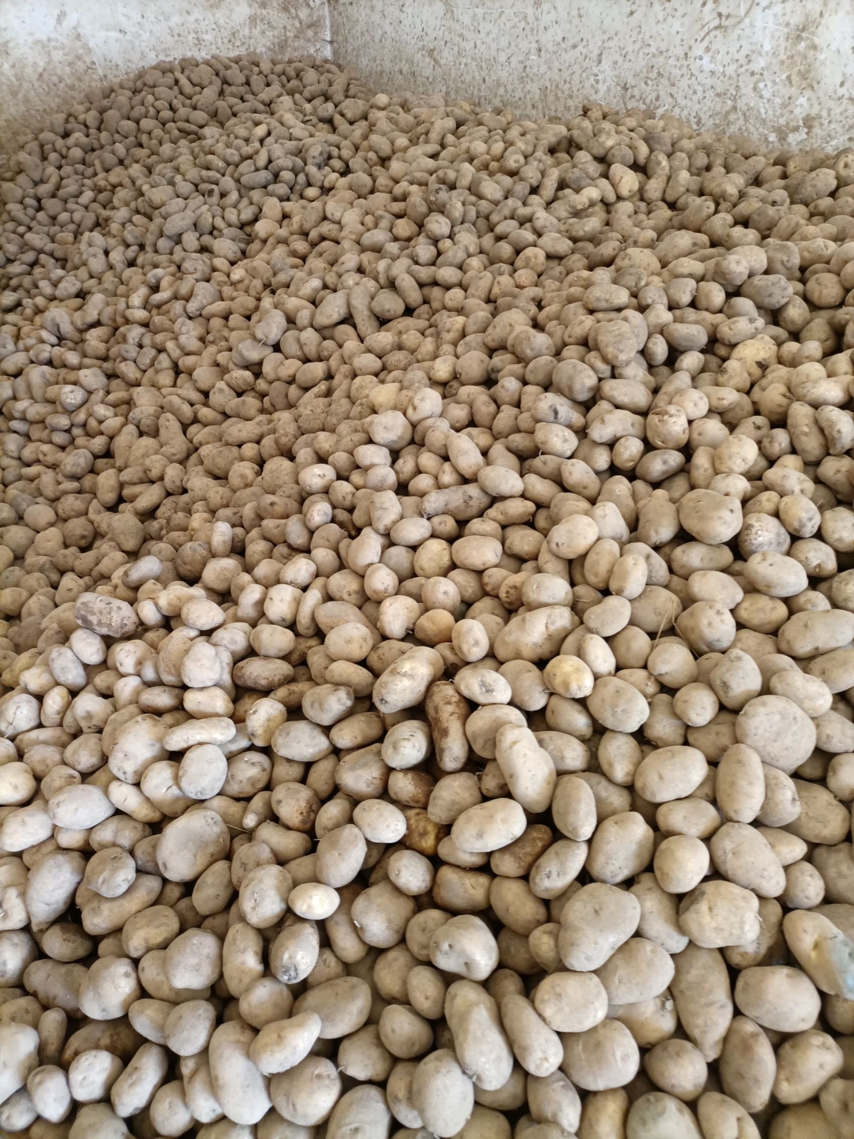 黄心土豆 黄心士豆5号