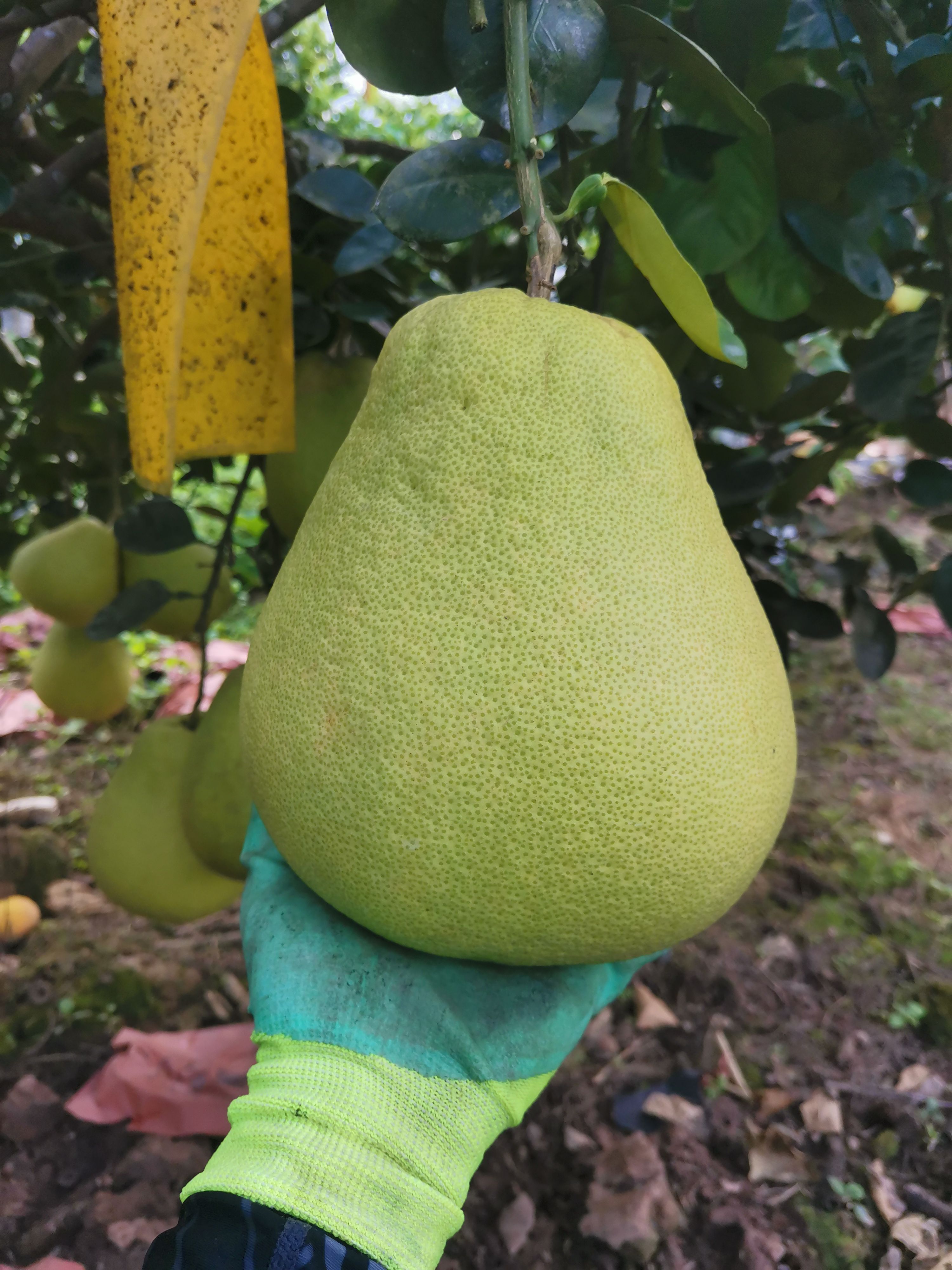 柚子 东试早柚,口感不酸,不涩,清甜,色白纯净口感清香