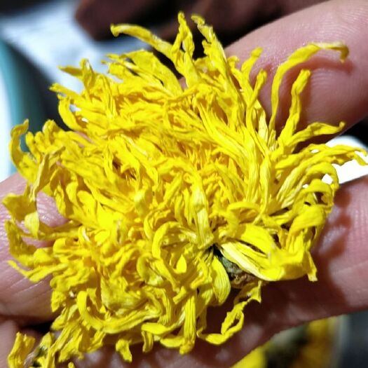 遂宁菊花茶 金丝皇菊，尾花带点花边