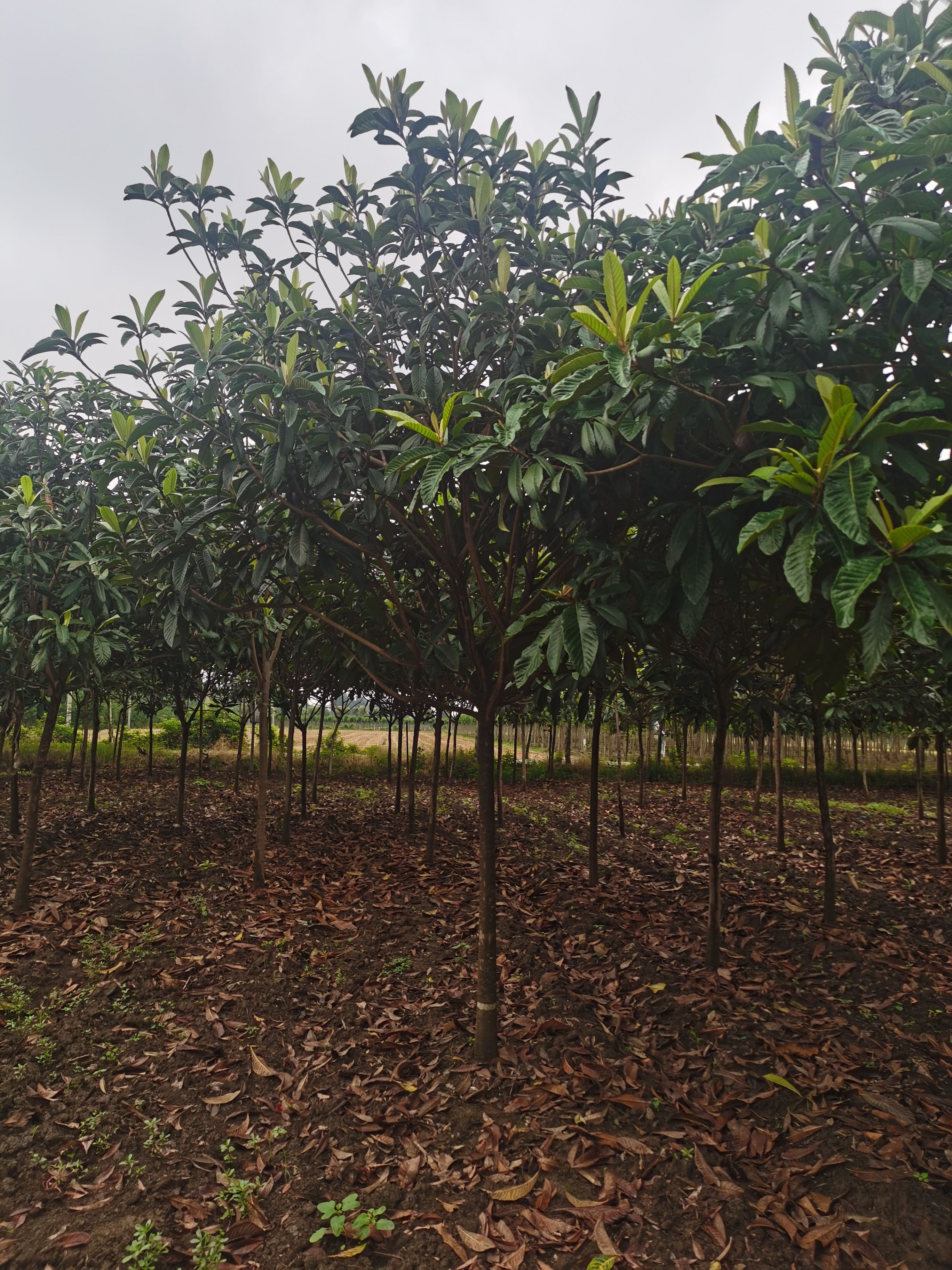 茂木枇杷树苗 枇杷树6-10公分