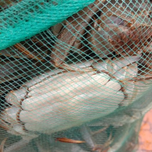 济宁 大闸蟹