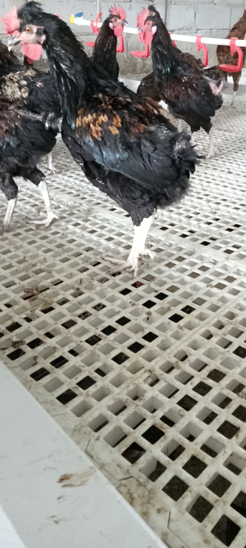 五黑鸡  散养大公鸡