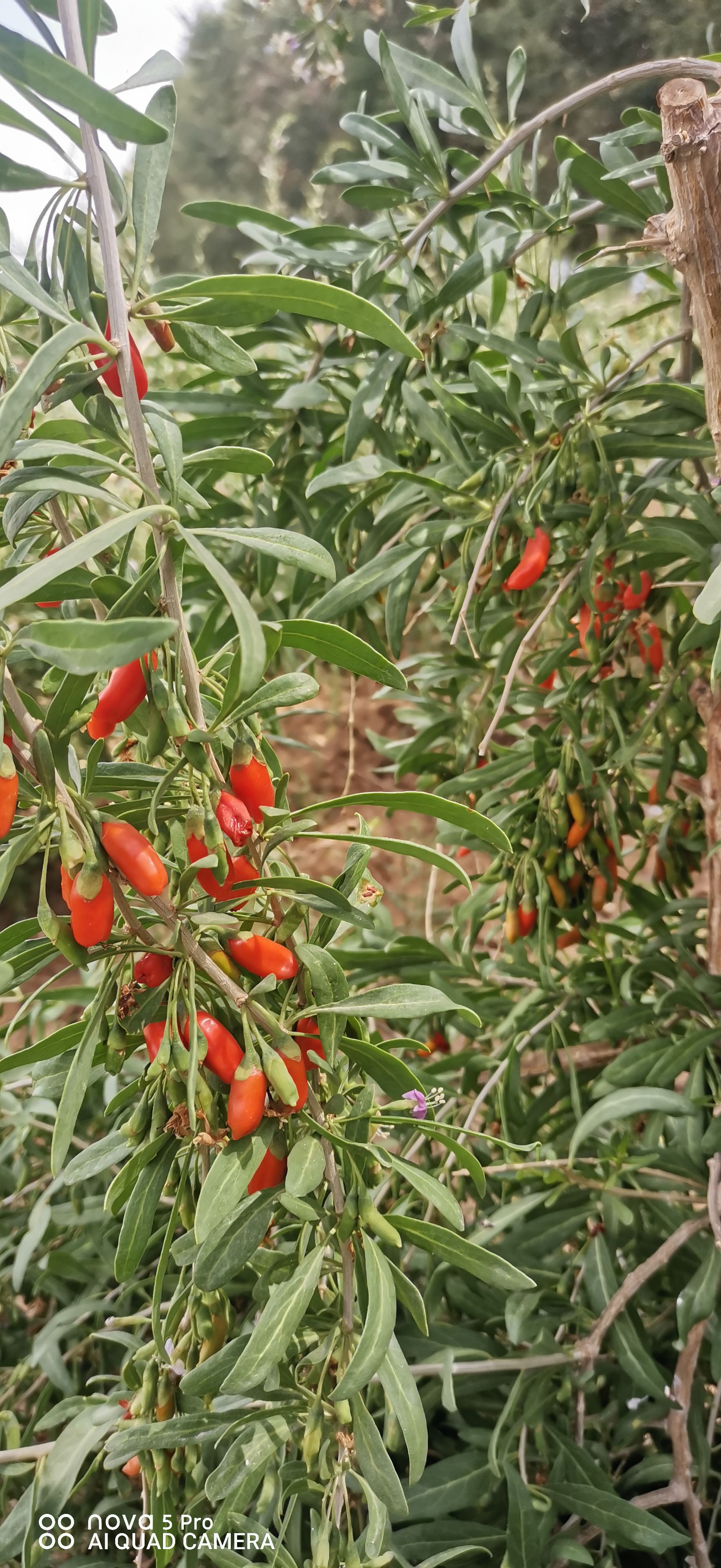  青海有机枸杞蜜