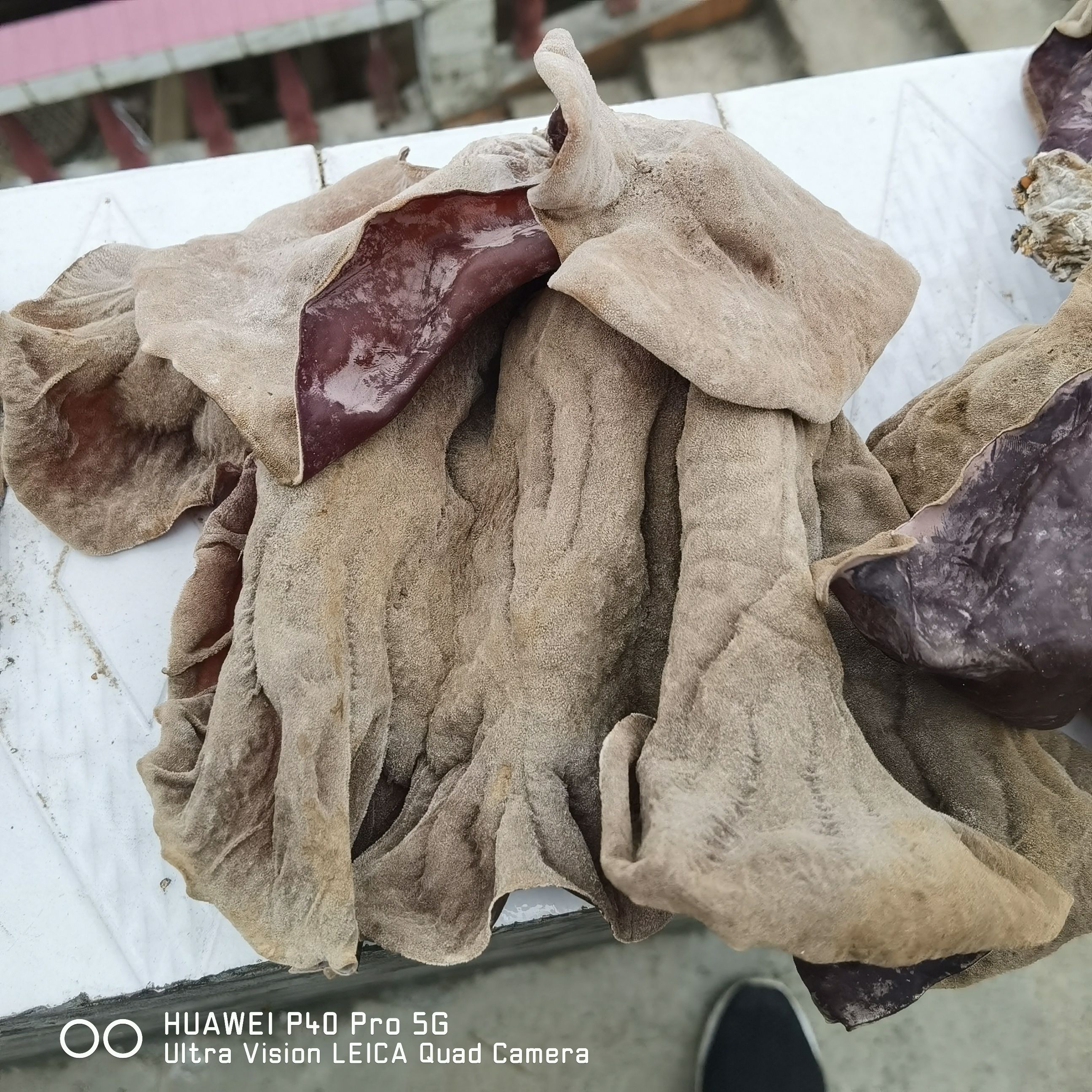 毛木耳 大木耳，黄背木耳，干耳，鲜耳