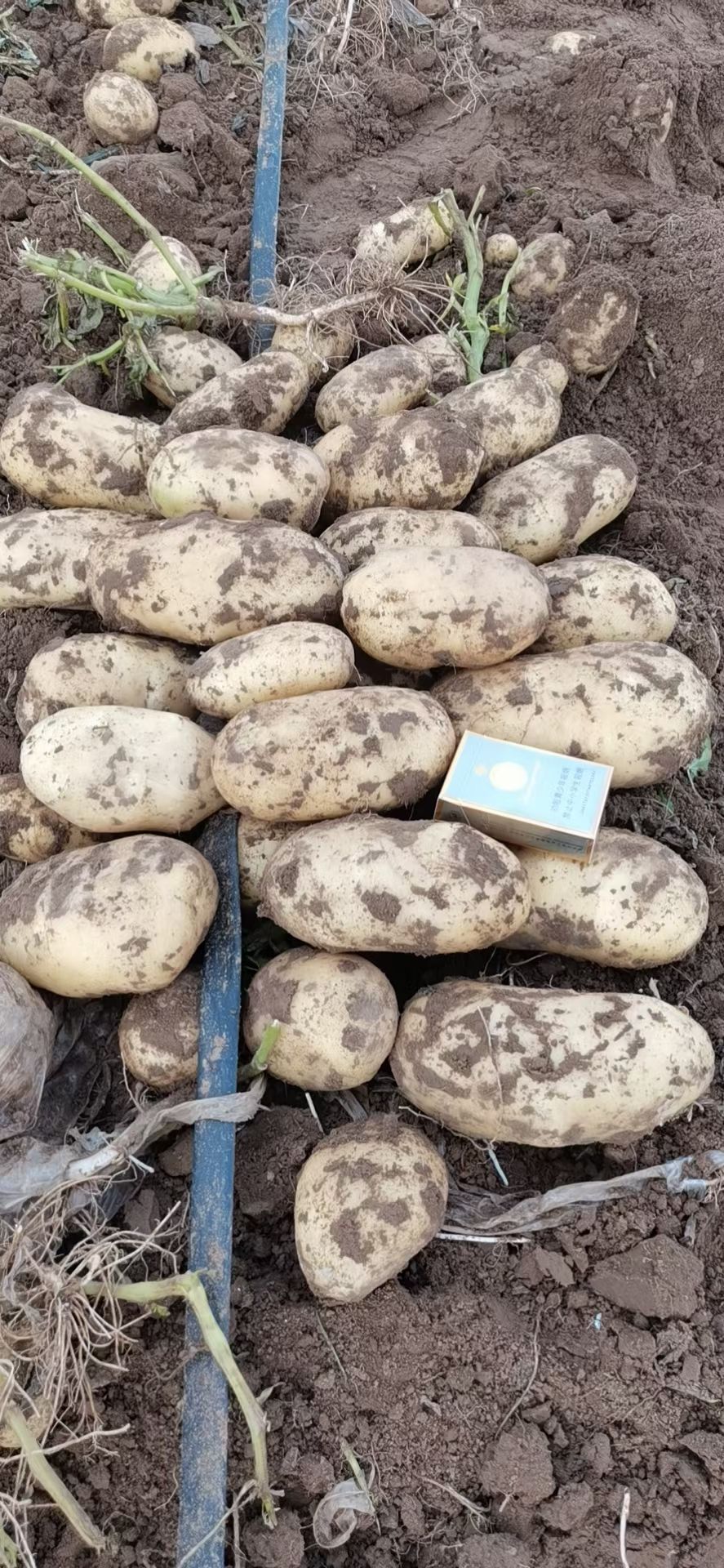  实验，希森.EV出货，