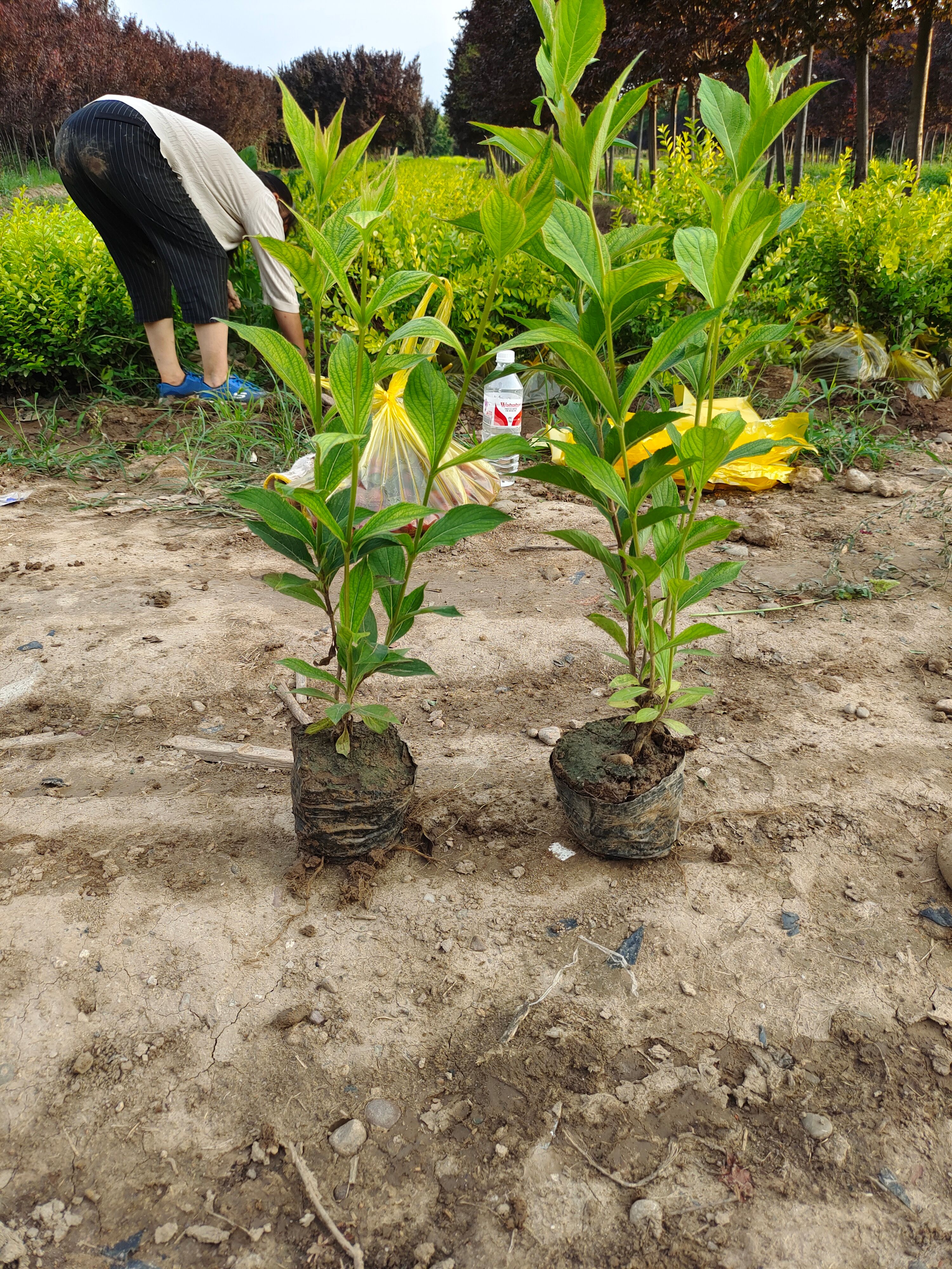锦带花  红王子锦带