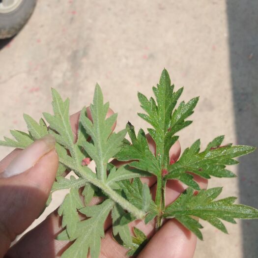 施甸县艾草 艾蒿