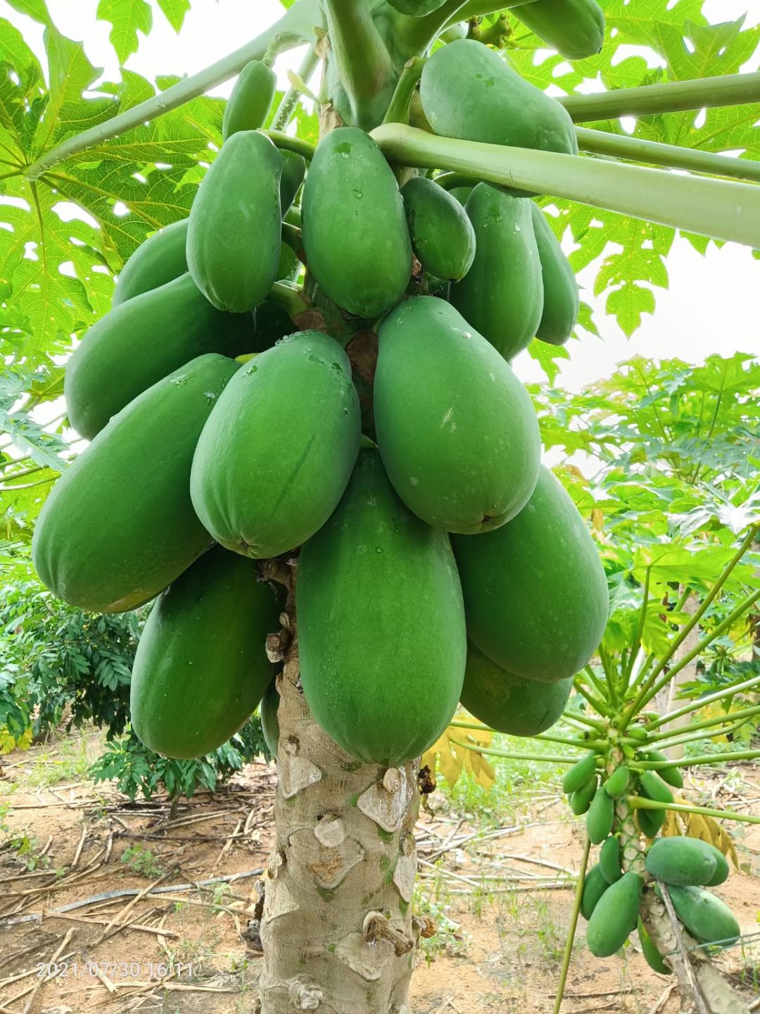 茂名红心大青木瓜新鲜当季热带水果冰糖大青木瓜