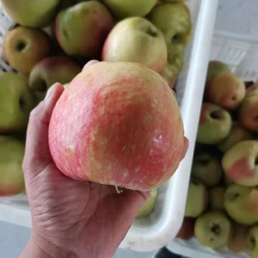 菏泽华硕苹果  好吃的苹果采摘了，有要的联系