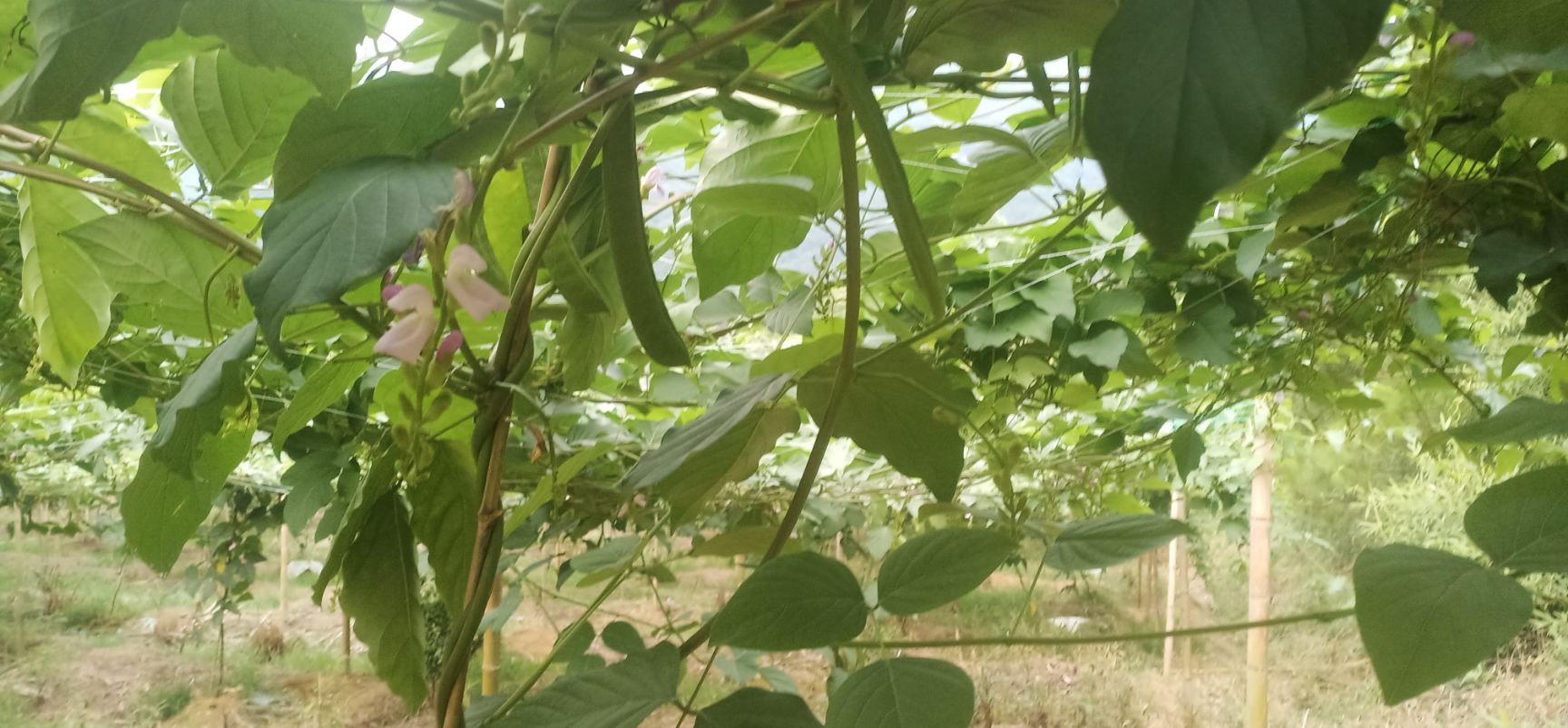  无公害新鲜刀豆，大量供应
