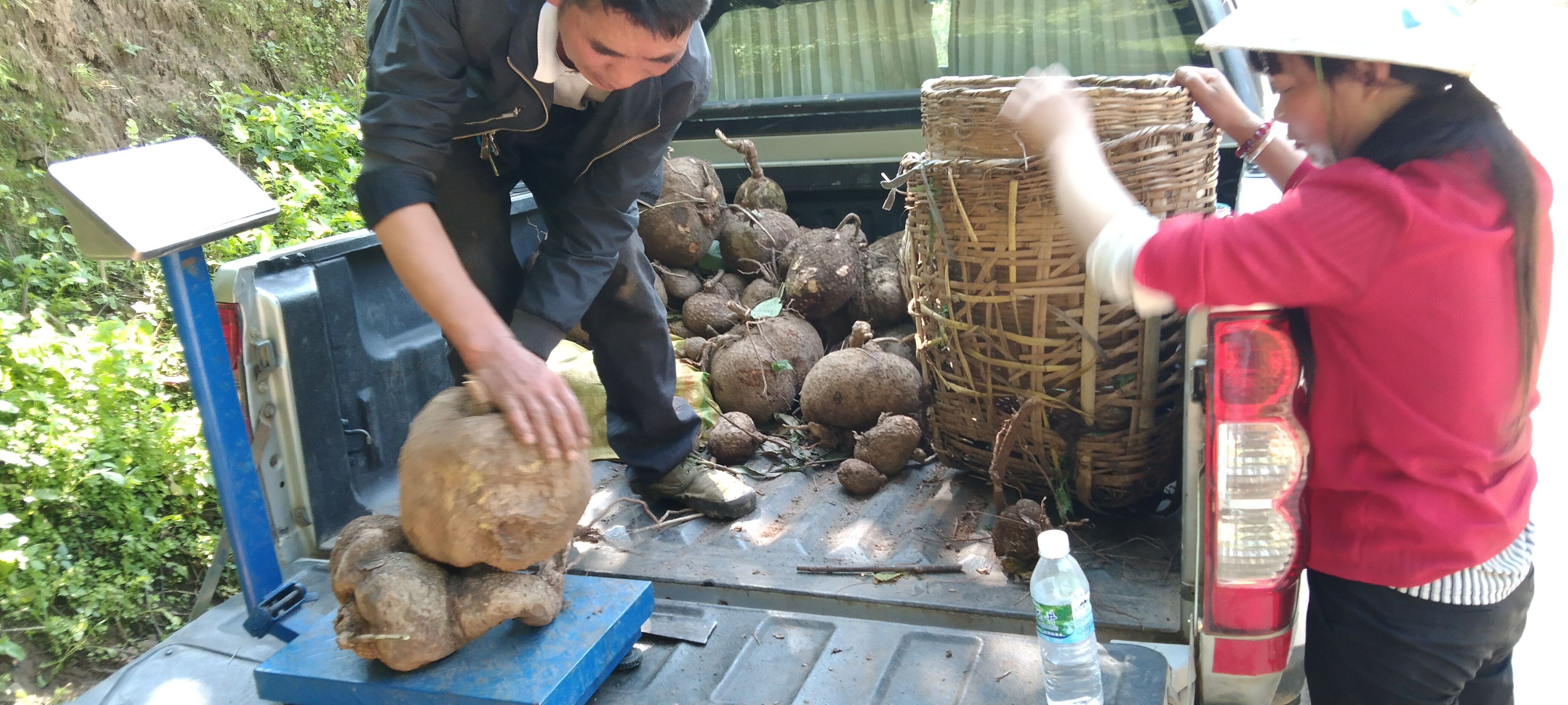 山乌龟 云南药材山 乌 龟